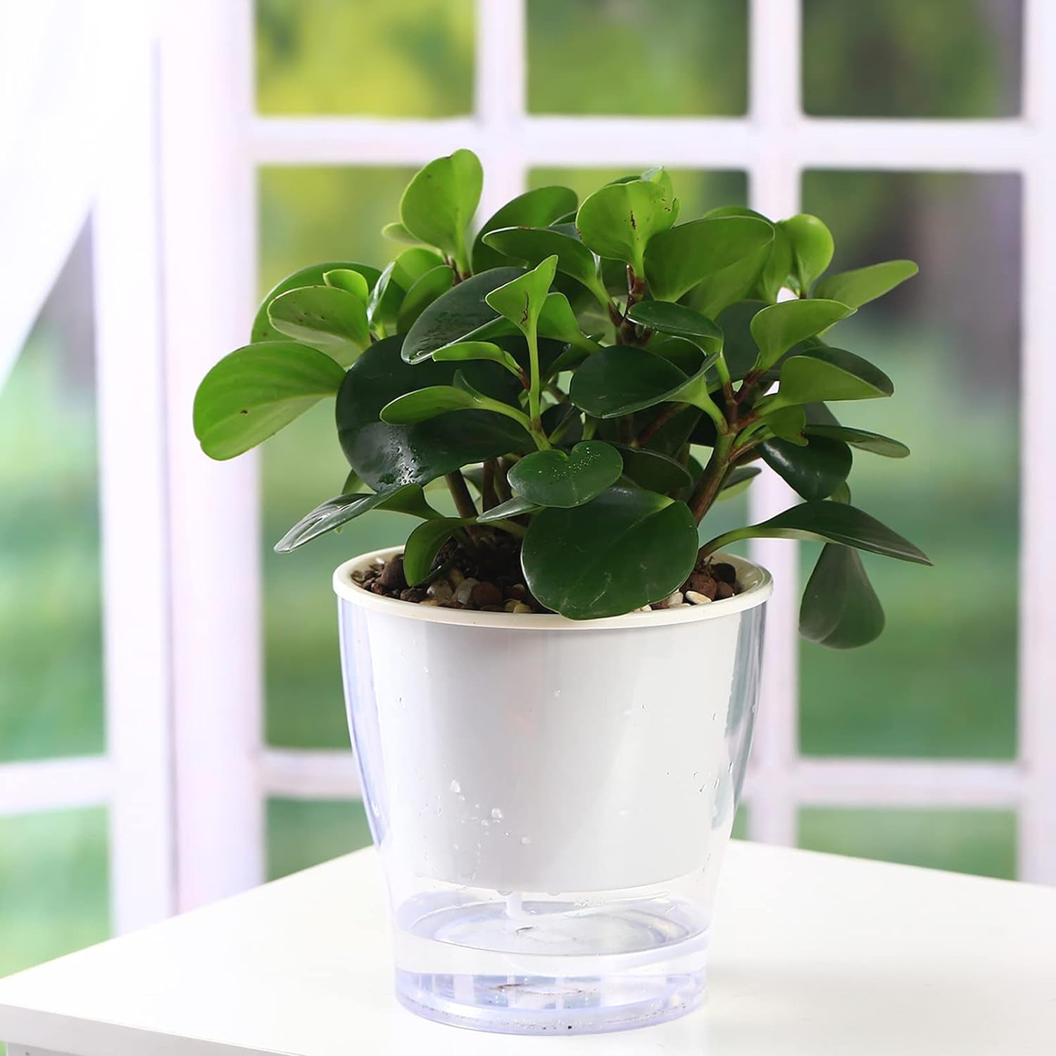 3 Packs 7" Large Clear Self-Watering Planters African Violet Pots Plastic Plant Pots Wicking Flower Pots for Indoor Plants, Herbs, African Violet, Ocean Spider Plant, Orchid Pot, Clear and White