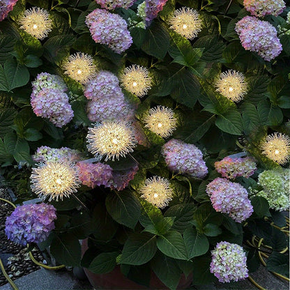 2pcs Solar Dandelion Aluminum Wire Ball Garden Lamp Waterproof Outdoor LED Landscape Lamp, Solar Flower Lamp Suitable For Courtyard Path, Flower Bed, Courtyard Lawn Decoration 29.53"x3.54"